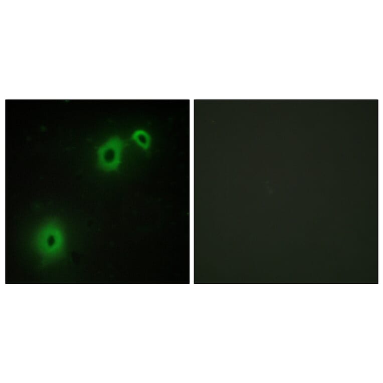Immunofluorescence - Anti-TNR16 Antibody (C10300) - Antibodies.com