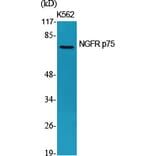 Western Blot - Anti-TNR16 Antibody (C10300) - Antibodies.com