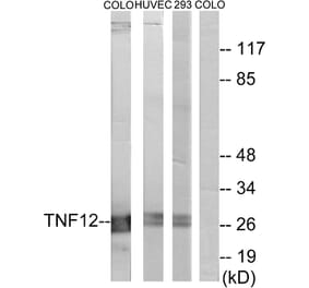 Western Blot - Anti-TNF12 Antibody (C10105) - Antibodies.com