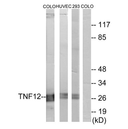 Western Blot - Anti-TNF12 Antibody (C10105) - Antibodies.com