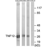 Western Blot - Anti-TNF12 Antibody (C10105) - Antibodies.com