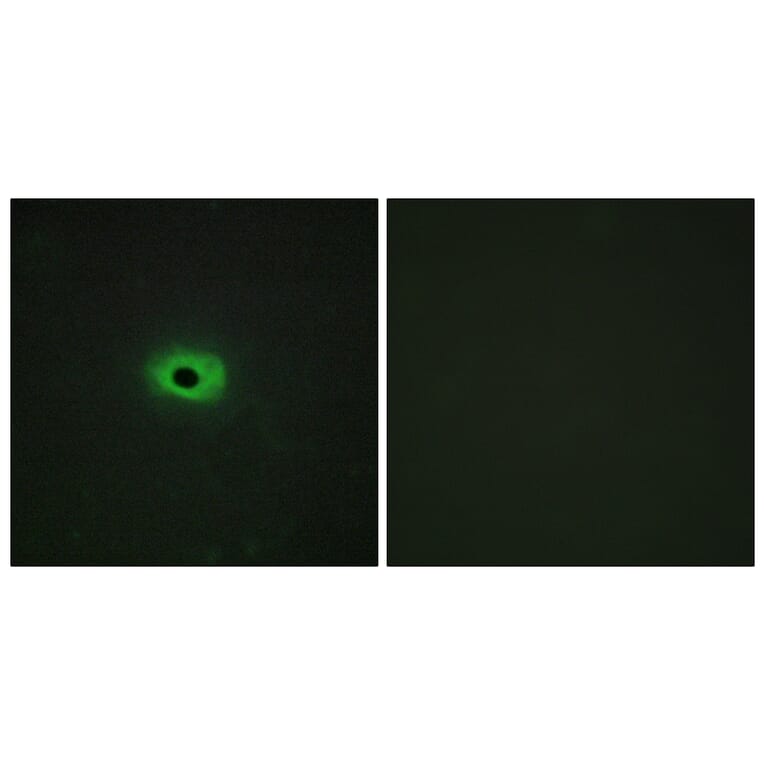 Immunofluorescence - Anti-TNF12 Antibody (C10105) - Antibodies.com