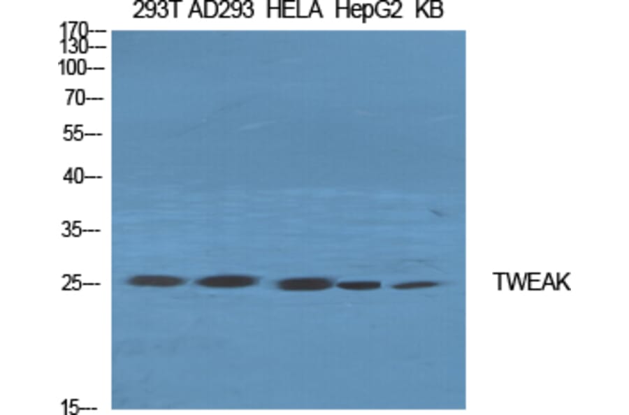 Western Blot - Anti-TNF12 Antibody (C10105) - Antibodies.com