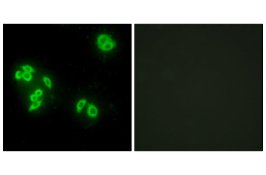 Immunofluorescence - Anti-TFIP8 Antibody (C10226) - Antibodies.com