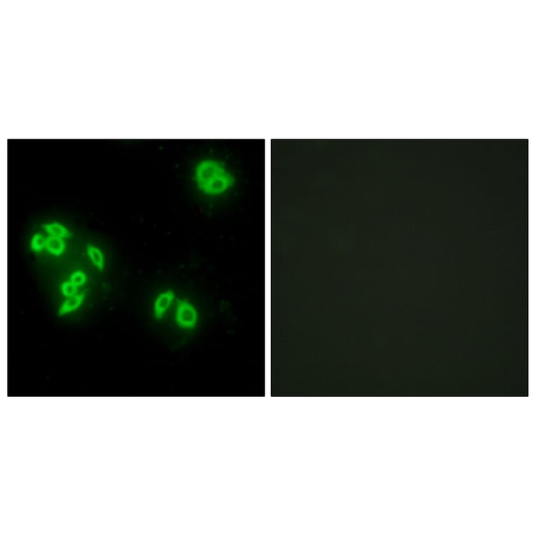 Immunofluorescence - Anti-TFIP8 Antibody (C10226) - Antibodies.com