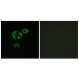Immunofluorescence - Anti-TACC3 Antibody (C19673) - Antibodies.com