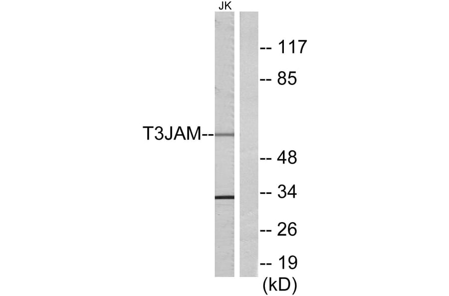 Western Blot - Anti-T3JAM Antibody (C13118) - Antibodies.com
