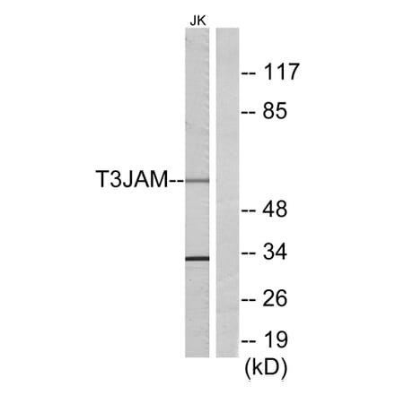 Western Blot - Anti-T3JAM Antibody (C13118) - Antibodies.com
