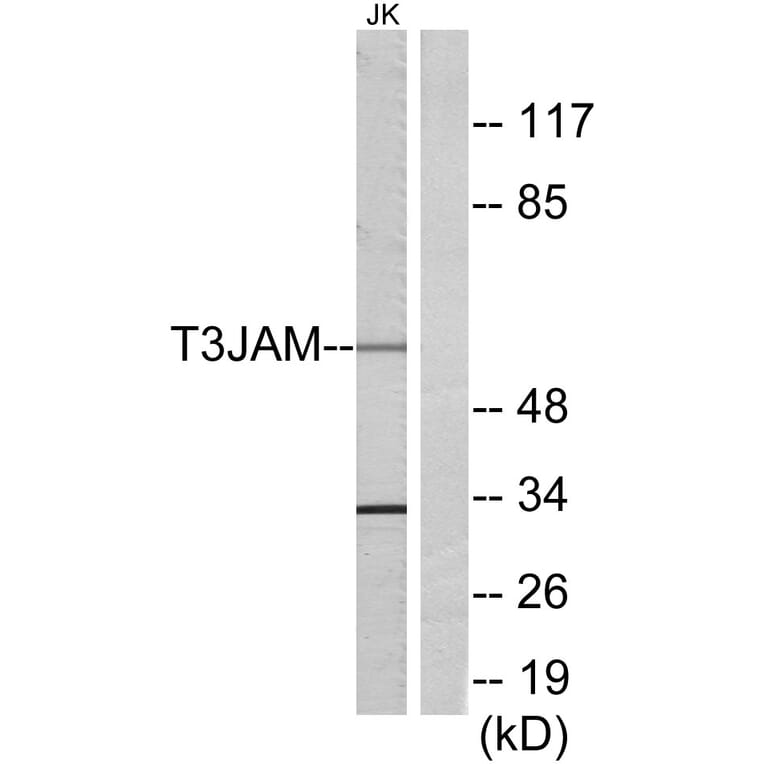 Western Blot - Anti-T3JAM Antibody (C13118) - Antibodies.com