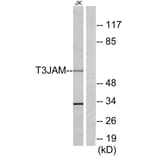 Western Blot - Anti-T3JAM Antibody (C13118) - Antibodies.com