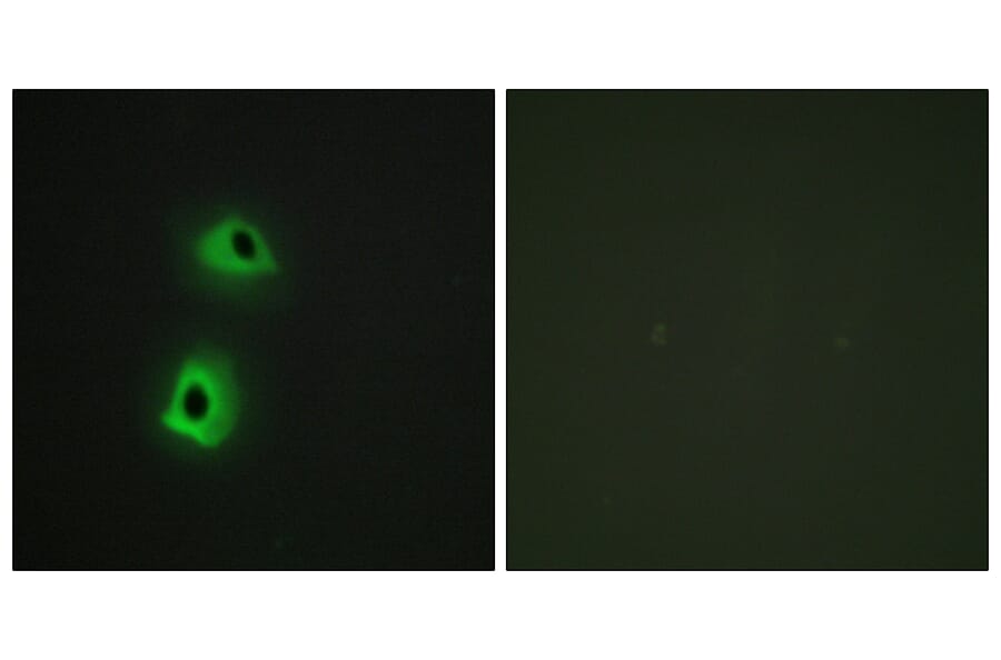 Immunofluorescence - Anti-T3JAM Antibody (C13118) - Antibodies.com