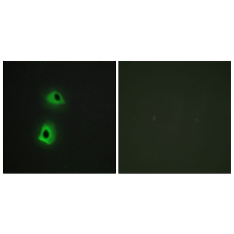 Immunofluorescence - Anti-T3JAM Antibody (C13118) - Antibodies.com