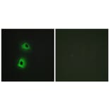 Immunofluorescence - Anti-T3JAM Antibody (C13118) - Antibodies.com