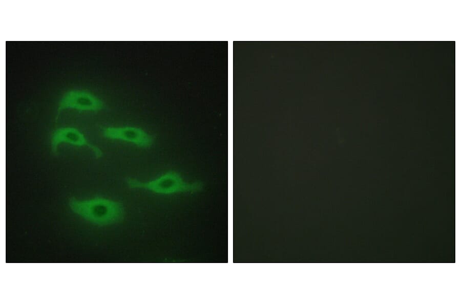 Immunofluorescence - Anti-SERC3 Antibody (C10988) - Antibodies.com