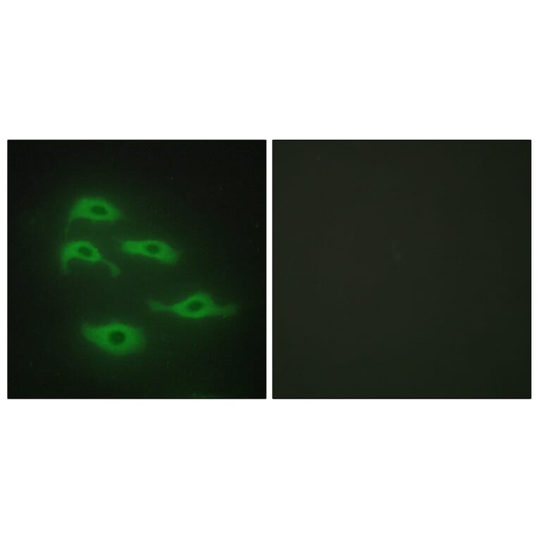 Immunofluorescence - Anti-SERC3 Antibody (C10988) - Antibodies.com
