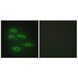 Immunofluorescence - Anti-SERC3 Antibody (C10988) - Antibodies.com