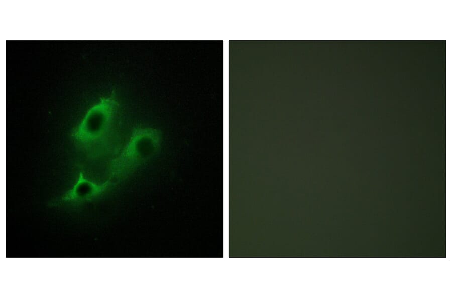 Immunofluorescence - Anti-SERC2 Antibody (C11547) - Antibodies.com