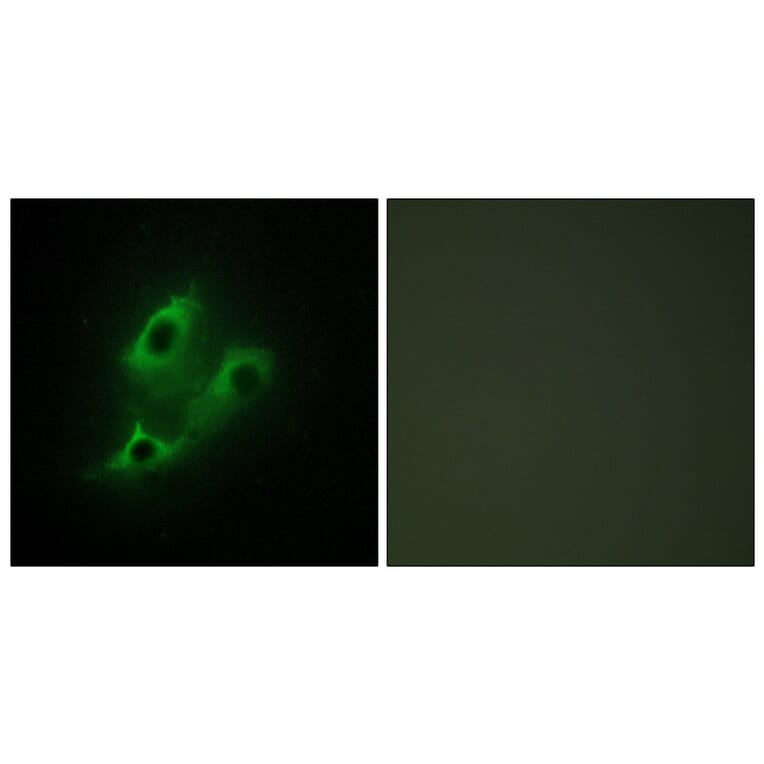 Immunofluorescence - Anti-SERC2 Antibody (C11547) - Antibodies.com