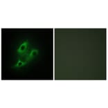 Immunofluorescence - Anti-SERC2 Antibody (C11547) - Antibodies.com