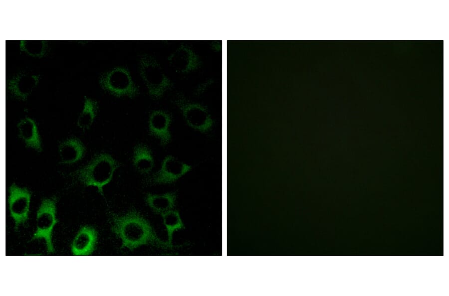 Immunofluorescence - Anti-RPS4X Antibody (C14121) - Antibodies.com