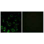 Immunofluorescence - Anti-RPS4X Antibody (C14121) - Antibodies.com
