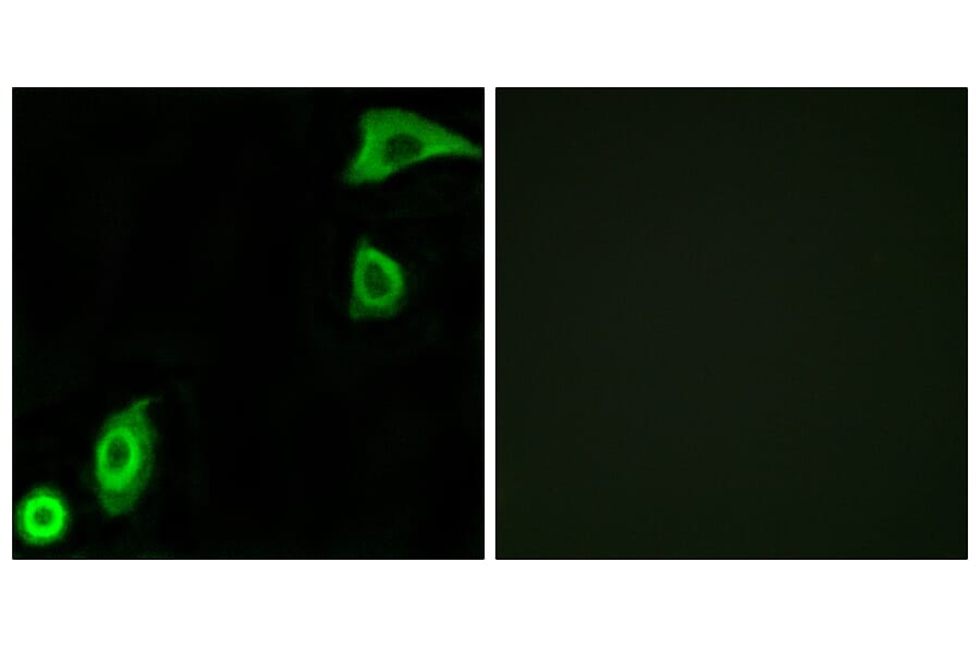 Immunofluorescence - Anti-RPS20 Antibody (C14106) - Antibodies.com
