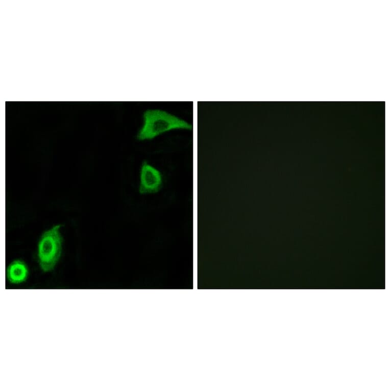 Immunofluorescence - Anti-RPS20 Antibody (C14106) - Antibodies.com