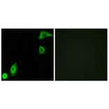 Immunofluorescence - Anti-RPS20 Antibody (C14106) - Antibodies.com