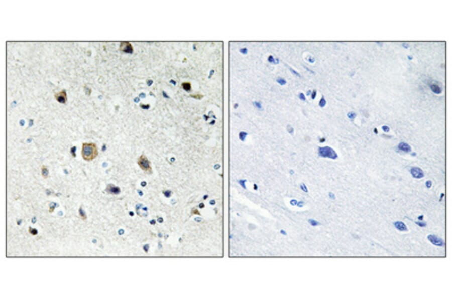 Immunohistochemistry - Anti-RPS20 Antibody (C14106) - Antibodies.com