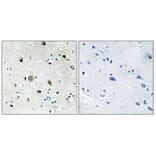 Immunohistochemistry - Anti-RPS20 Antibody (C14106) - Antibodies.com