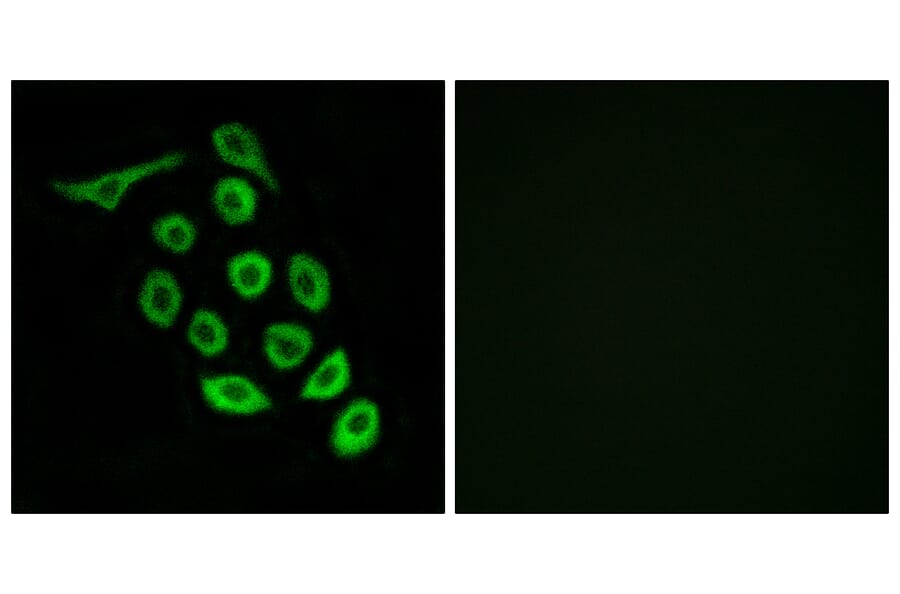 Immunofluorescence - Anti-RPS12 Antibody (C14095) - Antibodies.com