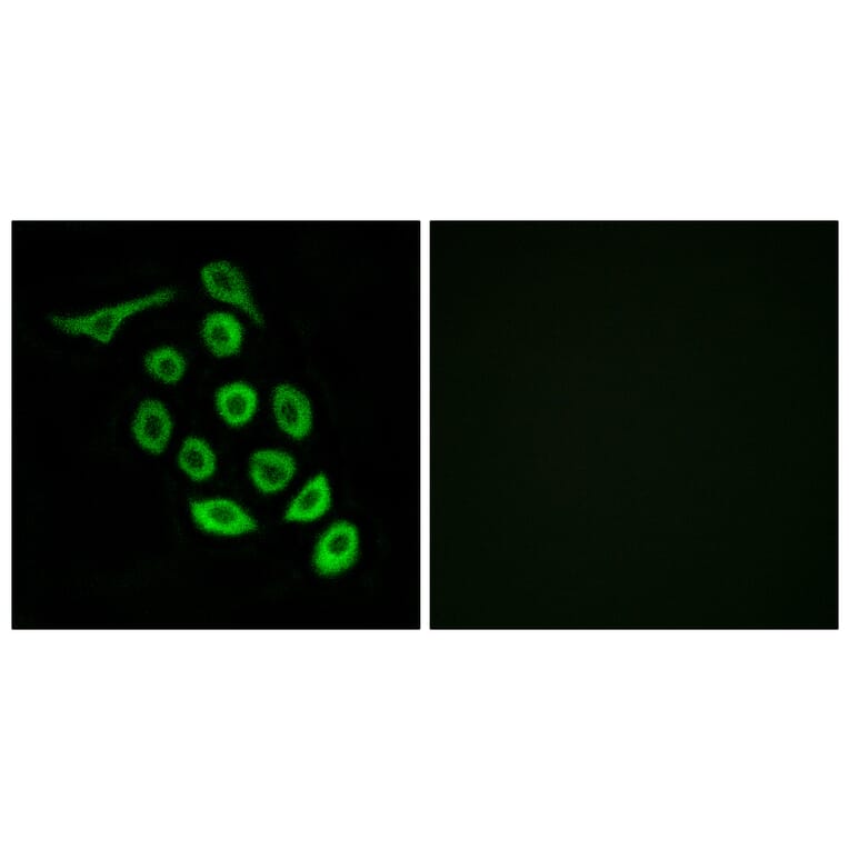Immunofluorescence - Anti-RPS12 Antibody (C14095) - Antibodies.com