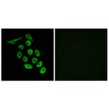Immunofluorescence - Anti-RPS12 Antibody (C14095) - Antibodies.com