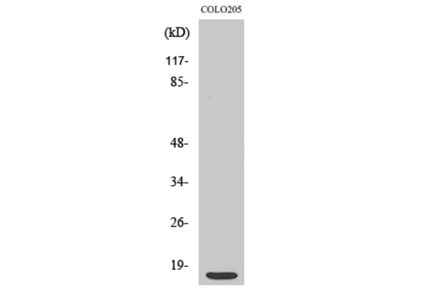 Western Blot - Anti-RPS12 Antibody (C14095) - Antibodies.com