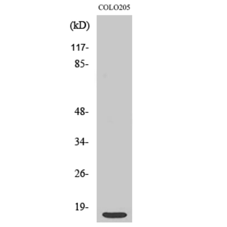 Western Blot - Anti-RPS12 Antibody (C14095) - Antibodies.com