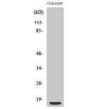 Western Blot - Anti-RPS12 Antibody (C14095) - Antibodies.com