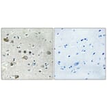 Immunohistochemistry - Anti-RPS12 Antibody (C14095) - Antibodies.com