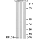 Western Blot - Anti-RPL39 Antibody (C14181) - Antibodies.com