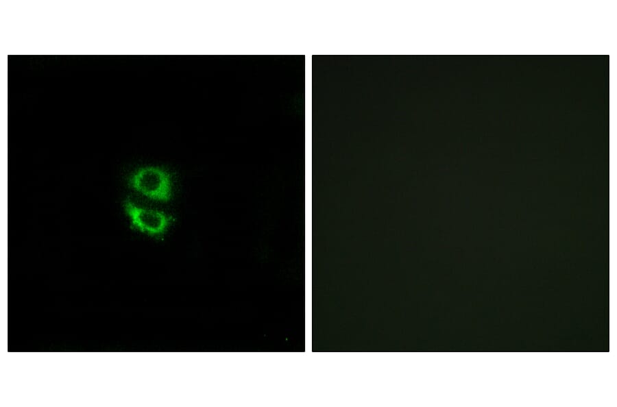 Immunofluorescence - Anti-RPL39 Antibody (C14181) - Antibodies.com