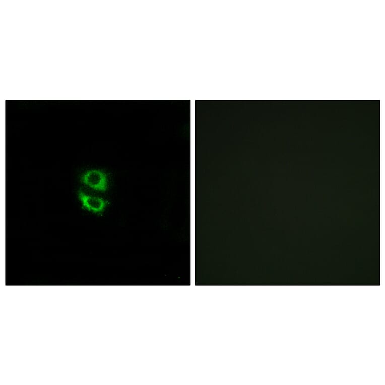 Immunofluorescence - Anti-RPL39 Antibody (C14181) - Antibodies.com