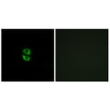 Immunofluorescence - Anti-RPL39 Antibody (C14181) - Antibodies.com