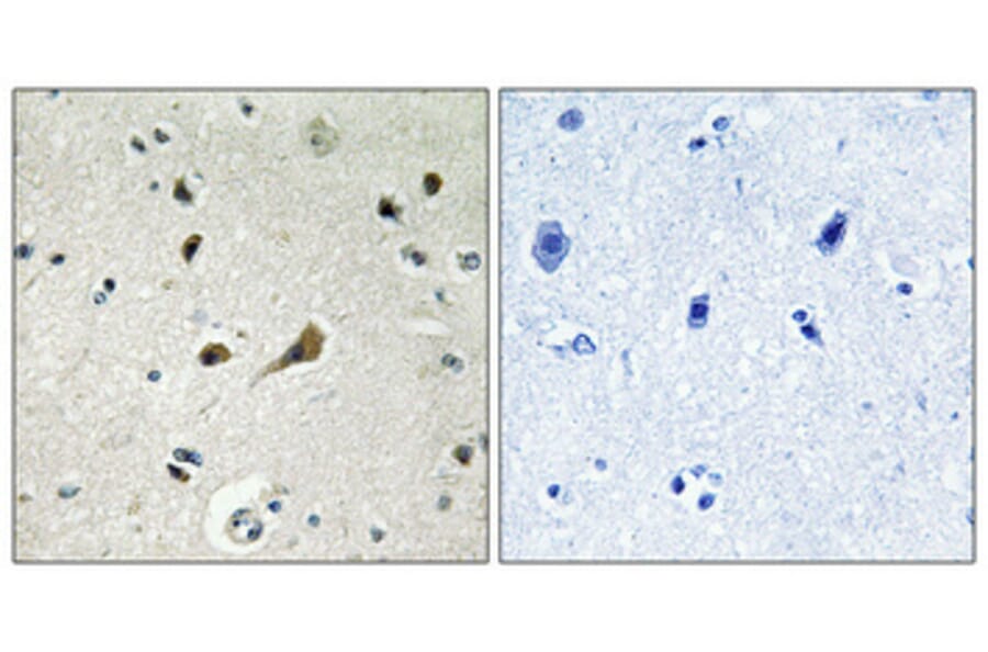 Immunohistochemistry - Anti-RPL39 Antibody (C14181) - Antibodies.com