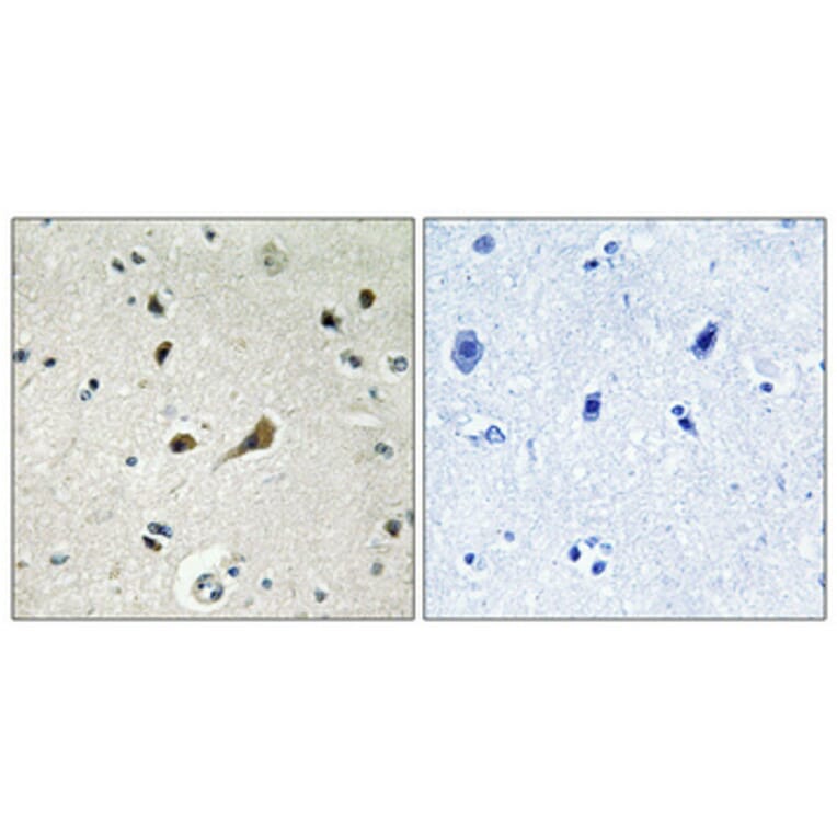 Immunohistochemistry - Anti-RPL39 Antibody (C14181) - Antibodies.com