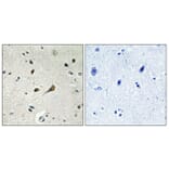 Immunohistochemistry - Anti-RPL39 Antibody (C14181) - Antibodies.com