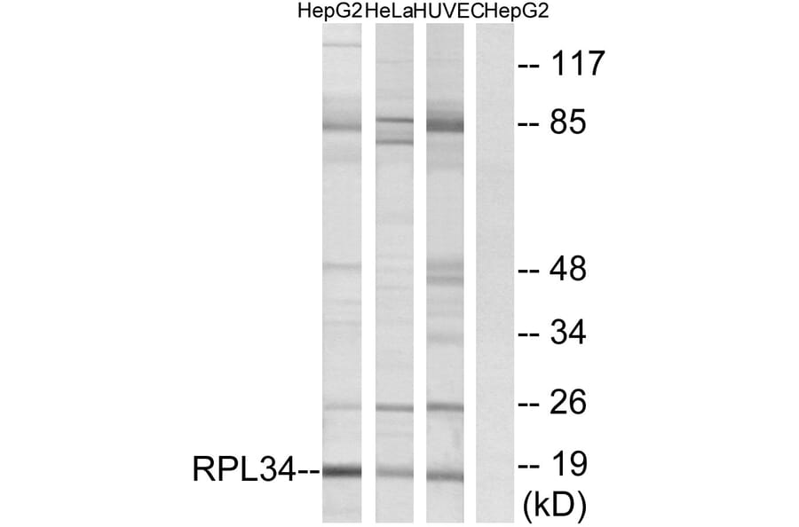 Western Blot - Anti-RPL34 Antibody (C14172) - Antibodies.com