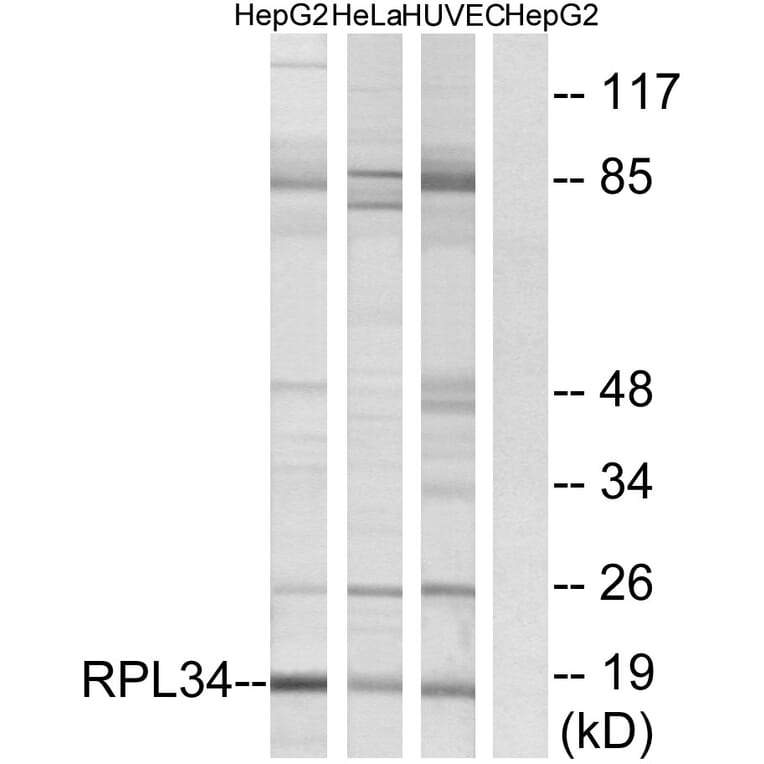 Western Blot - Anti-RPL34 Antibody (C14172) - Antibodies.com