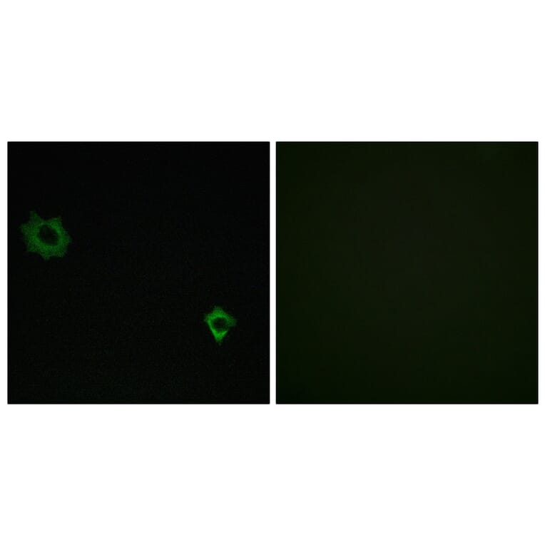 Immunofluorescence - Anti-RPL34 Antibody (C14172) - Antibodies.com