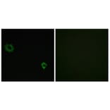 Immunofluorescence - Anti-RPL34 Antibody (C14172) - Antibodies.com