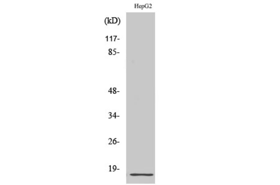 Western Blot - Anti-RPL34 Antibody (C14172) - Antibodies.com