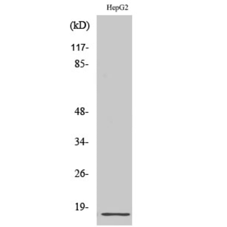 Western Blot - Anti-RPL34 Antibody (C14172) - Antibodies.com